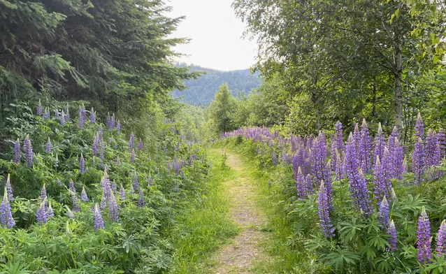 Achtsamkeit und MBSR